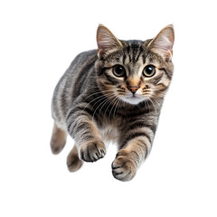 photography of playful domestic tabby cat pouncing on white background transparent png