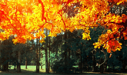 Wall Mural - Autumn leaves background -oak tree branch with orange foliage lit by sunshine, sunny autumn landscape in bright sunlight