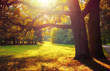 Wall Mural - Autumn tree in sunny autumn park lit by sunshine -autumn tree in soft light