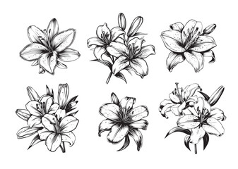 Canvas Print - Set of lilies sketch hand drawn in doodle style illustration