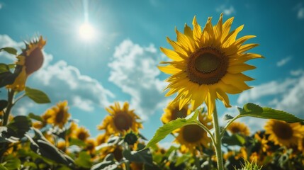 Poster - A vibrant sunflower field under a bright blue sky, representing positivity, growth, and the beauty of success