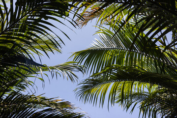 Wall Mural - A lush green palm tree with its leaves spread out in the air
