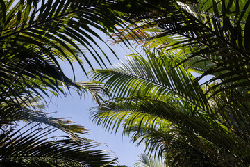 Wall Mural - A lush green forest with palm trees and leaves