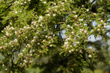 acacia, acacia brevispica, Afrique de l'Est