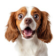 © vanilnilnilla - Adorable Cavalier King Charles Spaniel Dog Making Surprised Facial Expression