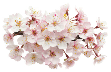 Wall Mural - PNG  Delicate pink cherry blossoms bouquet