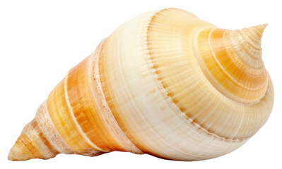 Sticker - PNG Sea shell invertebrate seashell seafood.