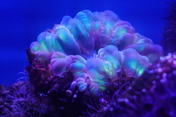 plerogyra sinuosa, commonly known as the bubble coral, is a species of large polyp stony coral (lps)