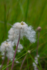 Wall Mural - Anemone wild flower after flowering. Anemone coronaria seeds with fluff ball. Green grass blured background