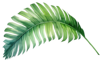 Wall Mural - PNG Illustration of palm leaf plant fern.