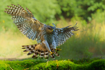 Sticker - Northern goshawk (accipiter gentilis) searching for food and flying in the forest of Noord Brabant in the Netherlands