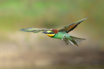 Poster - European bee-eater (Merops apiaster) in flight in Gelderland in the Netherlands.