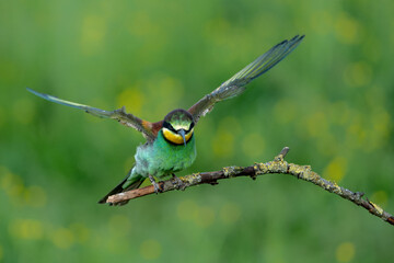 Poster - European bee-eater (Merops apiaster) sitting on a branch in Gelderland in the Netherlands.