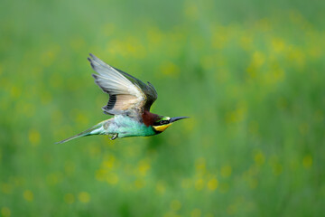 Poster - European bee-eater (Merops apiaster) in flight in Gelderland in the Netherlands.