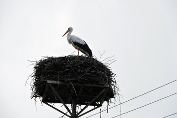 A portrait of a white stork standing on a nest on a man-made nest platform on a pylon, white sky in the background