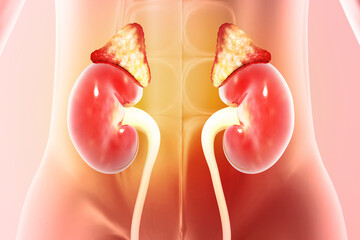 Wall Mural - Kidneys, human renal realistic 3d illustration