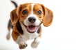 © julija - joyful beagle dog with floppy ears and wagging tail caught midleap against white background exuding pure canine happiness and playful energy