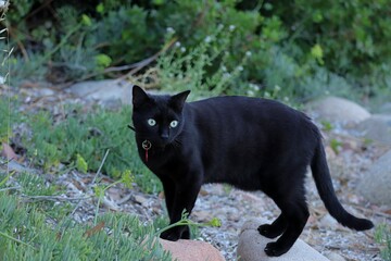 black cat near a beach