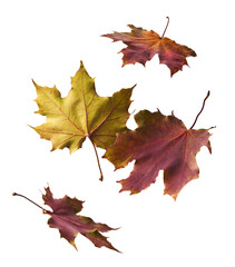 Beautiful bright colorful autumn  leaves falling in the air isolated on white background. Zero gravity or levitation autumn conception. High resolution image.