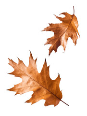 Wall Mural - beautiful bright colorful autumn leaves falling in the air isolated on white background. zero gravit