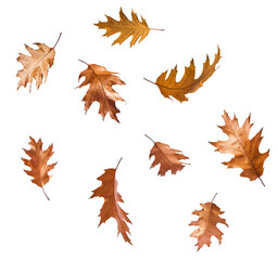 Wall Mural - beautiful bright colorful autumn leaves falling in the air isolated on white background. zero gravit