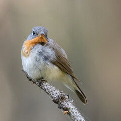 Poster - Red-breasted Flycatcher