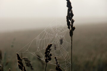 Spider web with rain drops in the morning sunlight during fog. spider net on wheat field