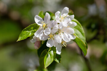 Wall Mural - A blooming apple tree. Pink and white apple blossoms on a branch in spring. Floral spring and summer background.