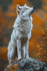 Poster - A lone wolf standing on a cliff, its howl blending with the whispers of the wind and the wilderness below,