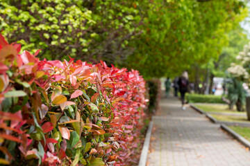 Wall Mural - Red and green leaves of a photinia fraseri red robin hedge on a street