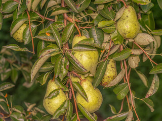 Wall Mural - Pears ripening on the tree