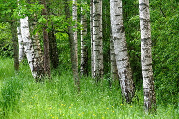 Scenic view on colorful birch tree forest during summer. Birch grove in summer in Latvia