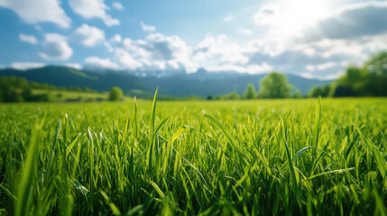 Wall Mural - a field of green grass with a clear blue sky in the background