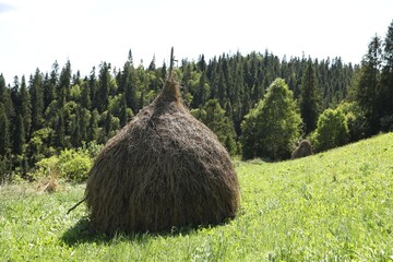 Poster - Pile of hay on green grass on sunny day