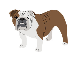 Wall Mural - Bulldog breed dog on a white background