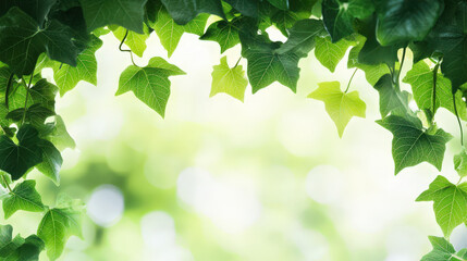 Wall Mural - A green leafy vine with a white background