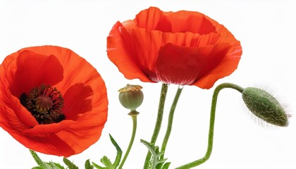 Wall Mural - close up photo of red poppies flowers and buds isolated on transparent background png file