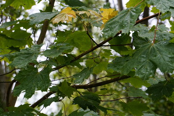 the wet maple leaves with raindrops. green maple leaves after rain in rain drops green leaves background