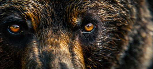 Poster - Beautiful centered photo of a fierce majestic bear eyes, extreme macro close up of an eye, black background