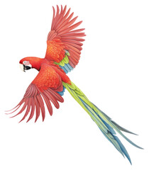 Wall Mural - PNG Parrot animal bird red.