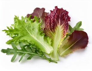 Wall Mural - Salad leaves Collection. Salad mix with rucola, frisee, radicchio, lettuce Isolated on white background.