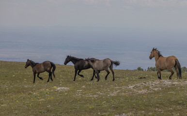 Wall Mural - Wild Horses in Summer in the Pryor Mountains Montana