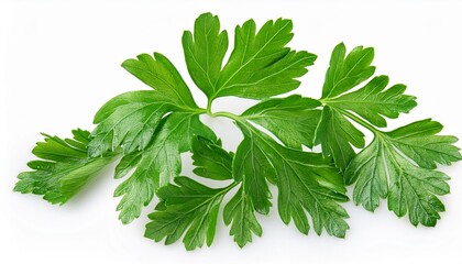 Parsley isolated on white background. Fresh Parsley leaves closeup. Package design elements Flat lay. Top view..