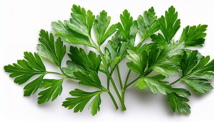 Parsley isolated on white background. Fresh Parsley leaves closeup. Package design elements Flat lay. Top view..