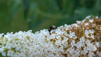 Wall Mural - close-up of a Bumblebee (Bombus) feeding on White Davidii buddleja buddleia bush