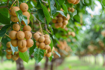 Wall Mural - Longan orchards - Tropical fruits young longan in Thailand