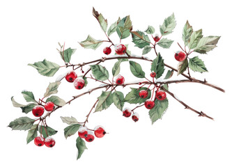 Wall Mural - PNG A winter berry produce cherry fruit.