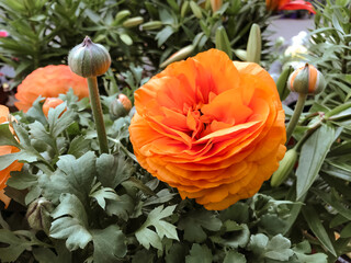 Wall Mural - A large orange flower with green leaves is in a garden