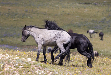 Canvas Print - Wild Horse Stallions Sparring in the Pryor Mountains Montana in Summer