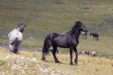 Sticker - Wild Horse Stallions Sparring in the Pryor Mountains Montana in Summer